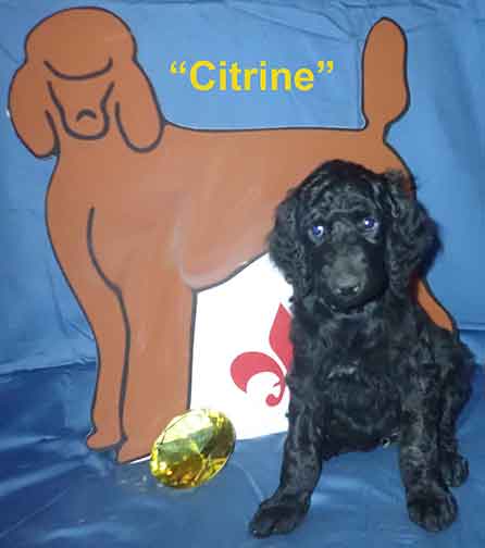 Citrine1161standardpoodlepuppiesforsalenbd7wks
