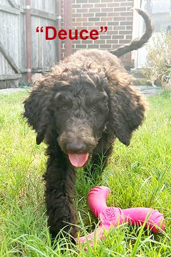 Deuce10wkstandardpoodle.jpg