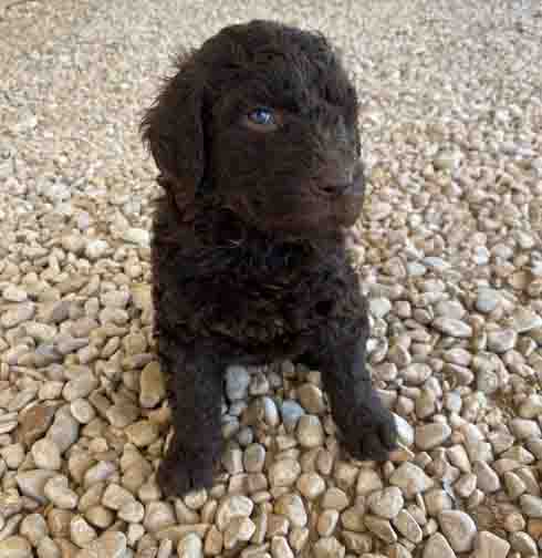 Duecestandardpoodle5wk.jpg