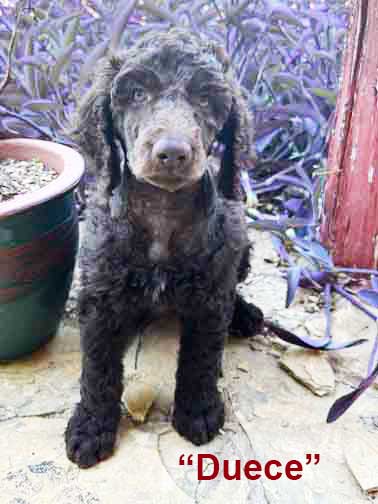 Duecestandardpoodle7wk