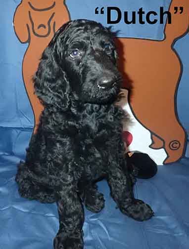 Dutch3555standardpoodlepuppiesforsalenbd7wks