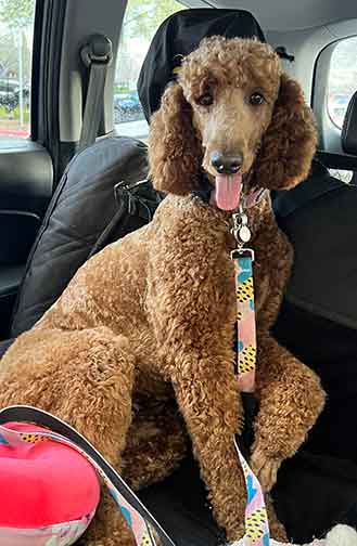 Elliestandardpoodleincar01.jpg