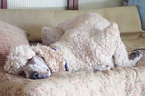 Neopy3yrsroyalstandardpoodles01