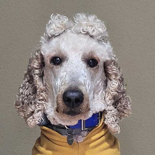 Neopy4yrsroyalstandardpoodles03