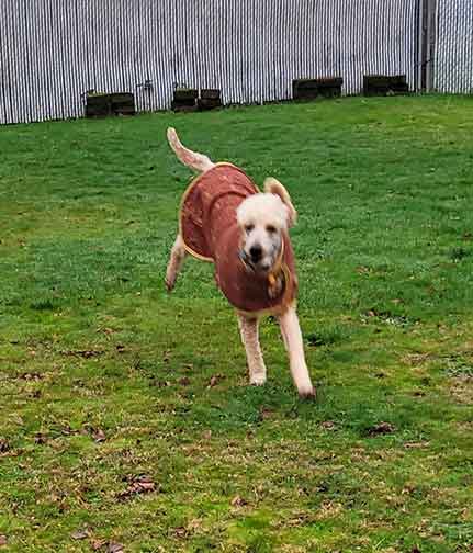 Neopy4yrsroyalstandardpoodles04