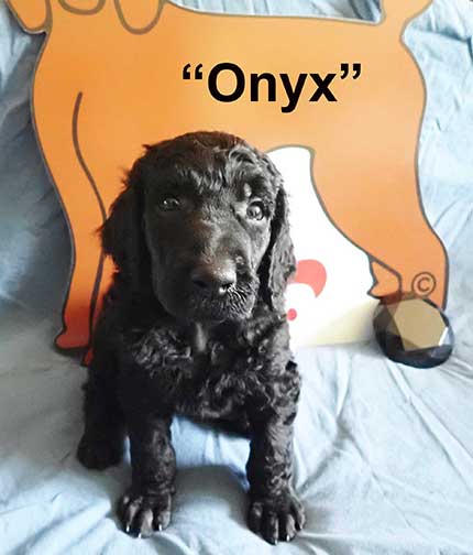 Onyx3555standardpoodlepuppiesforsalenbd5wks
