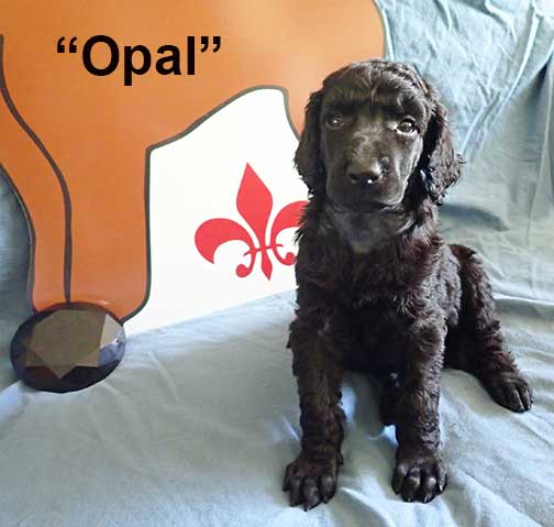 Opal0226standardpoodlepuppiesforsalenbd5wks