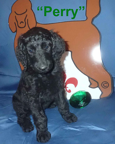Perry4158standardpoodlepuppiesforsalenbd7wks