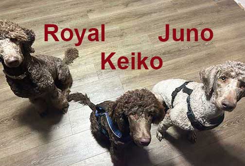 RoyalKeikoJunostandardpoodles.jpg