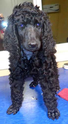 spirit8wksroyalstandardpoodle