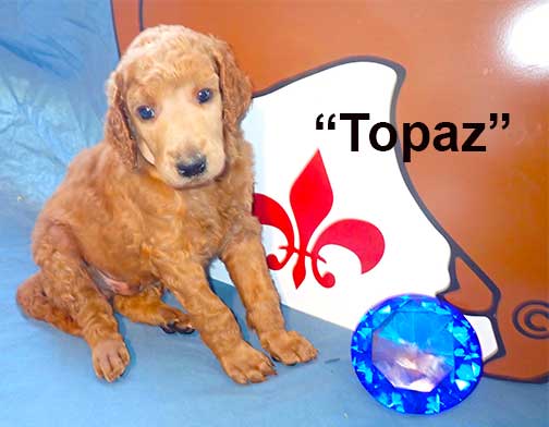 Topaz5897standardpoodlepuppiesforsalenbd5wks