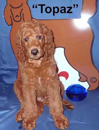 Topaz5897standardpoodlepuppiesforsalenbd7wks