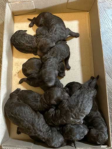 box1wkroyalstandardpoodlepuppieskxr box1wkroyalstandardpoodlepuppieskxr