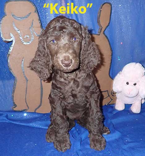 gb7wkKeiko0494