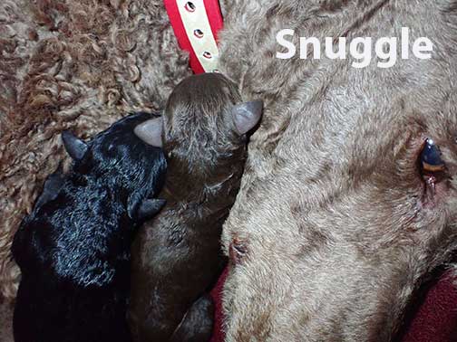 gr1wk03whitestandardpoodlesforsale gr1wk03whitestandardpoodlesforsale