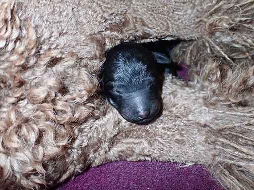 gr1wk10whitestandardpoodlesforsale