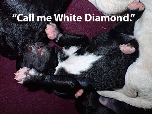 gr1wk15whitestandardpoodlesforsale gr1wk15whitestandardpoodlesforsale