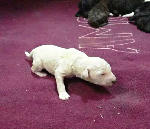 gr1wk20whitestandardpoodlesforsale gr1wk20whitestandardpoodlesforsale