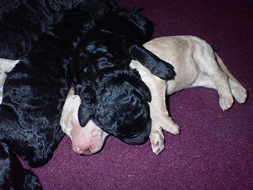 gr1wk22whitestandardpoodlesforsale  gr1wk22whitestandardpoodlesforsale