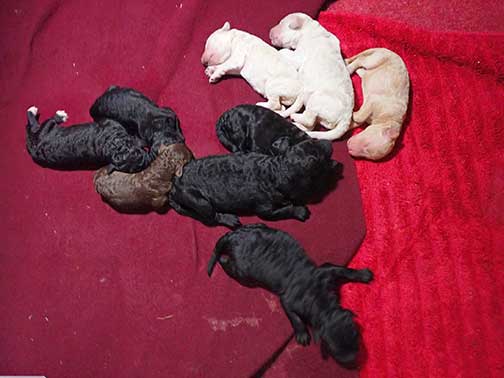 gr1wk26whitestandardpoodlesforsale gr1wk26whitestandardpoodlesforsale