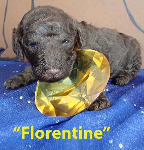 gr3wkFlorentine6215 gr3wkFlorentine6215