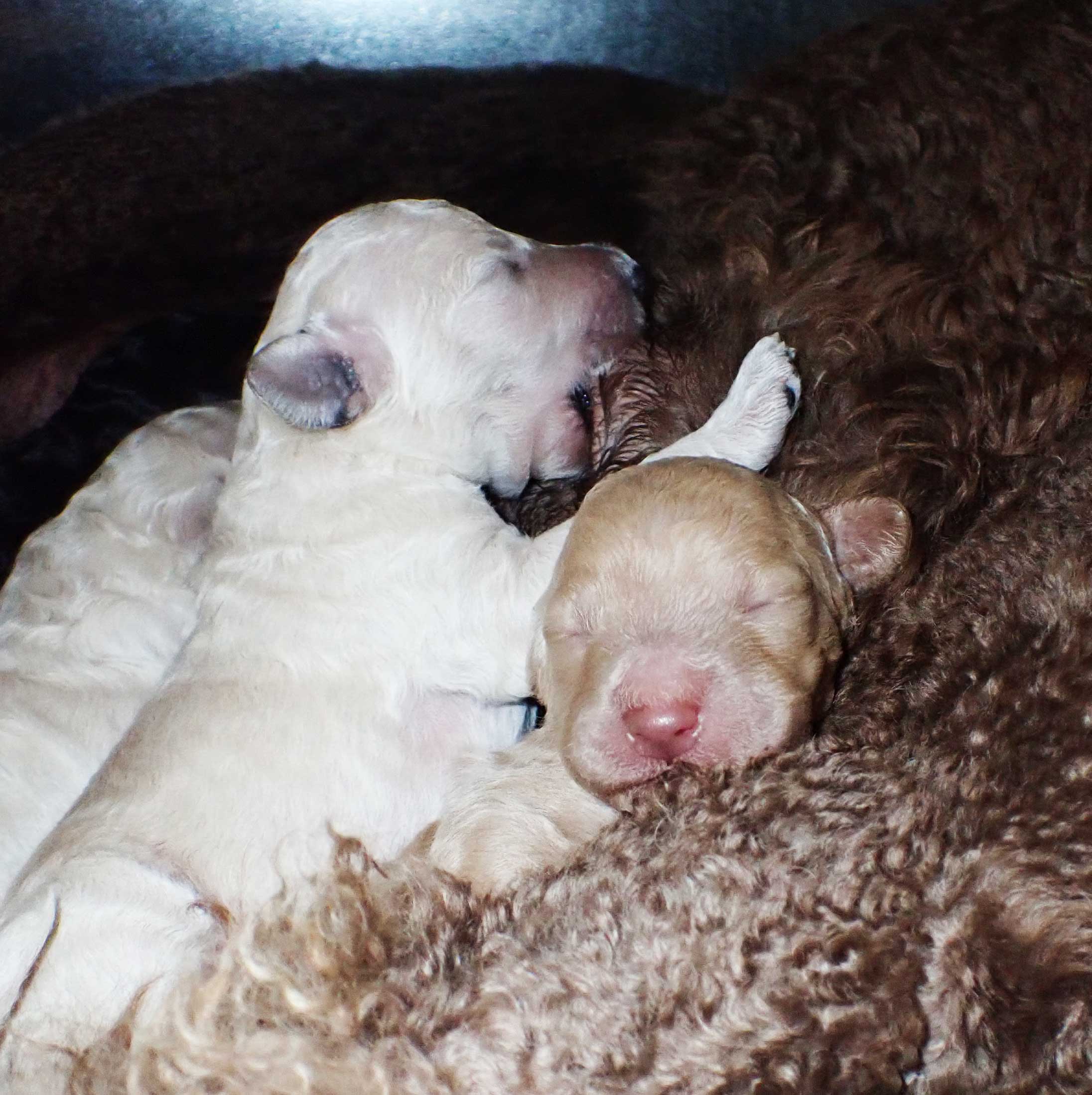 gr3wks01whiteroyalstandardpoodles
