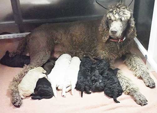 gr3wks15whiteroyalstandardpoodles gr3wks15whiteroyalstandardpoodles