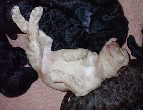 gr3wks18whiteroyalstandardpoodles gr3wks18whiteroyalstandardpoodles