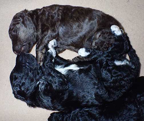 gr3wks22whiteroyalstandardpoodles gr3wks22whiteroyalstandardpoodles