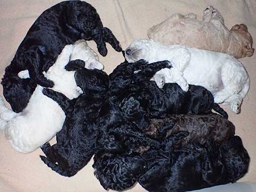 gr3wks24whiteroyalstandardpoodles gr3wks24whiteroyalstandardpoodles