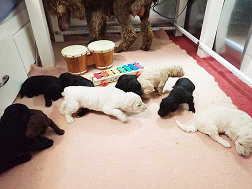 gr3wks26whiteroyalstandardpoodles gr3wks26whiteroyalstandardpoodles