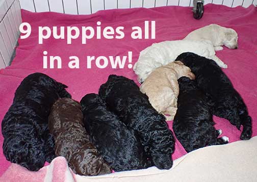 gr3wks28whiteroyalstandardpoodles gr3wks28whiteroyalstandardpoodles