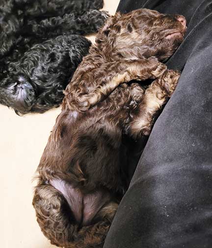 gr5wks02whitestandardpoodles