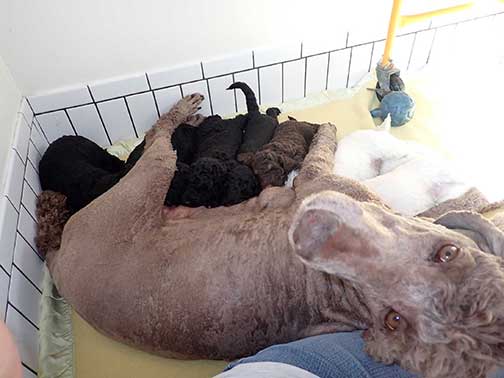 gr5wks30whitestandardpoodles gr5wks30whitestandardpoodles