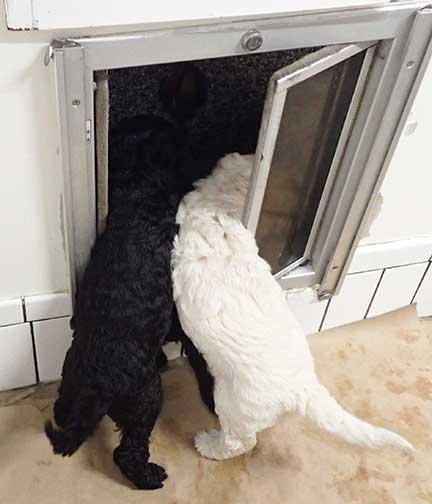 gr5wks31whitestandardpoodles gr5wks31whitestandardpoodles