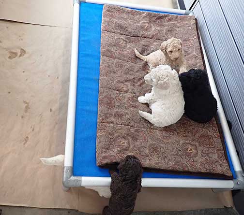 gr5wks32whitestandardpoodles gr5wks32whitestandardpoodles