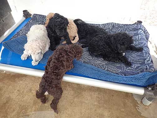 gr5wks34whitestandardpoodles gr5wks34whitestandardpoodles