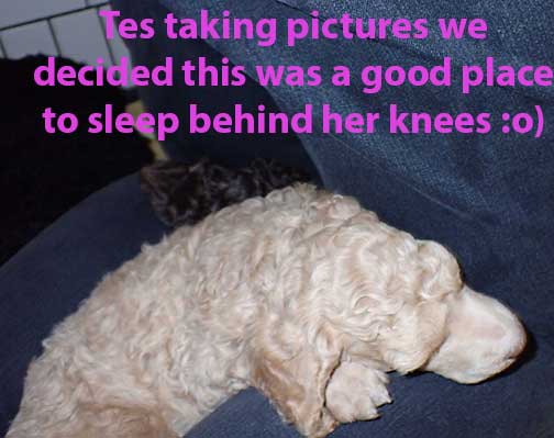 gr5wks35whitestandardpoodles gr5wks35whitestandardpoodles