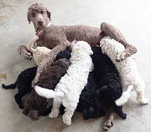 gr7wk03whitestandardpoodles gr7wk03whitestandardpoodles