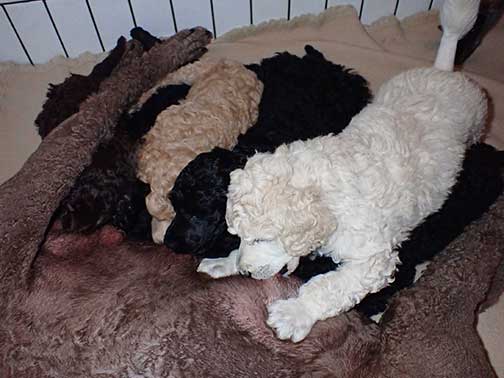 gr7wk05whitestandardpoodles gr7wk05whitestandardpoodles
