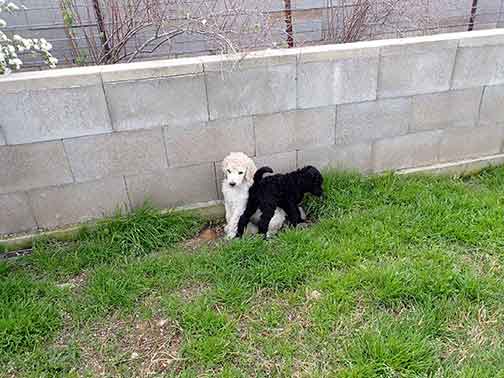 gr7wk25whitestandardpoodles gr7wk25whitestandardpoodles
