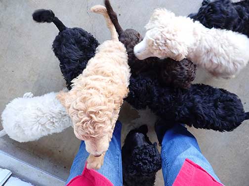 gr7wk26whitestandardpoodles gr7wk26whitestandardpoodles