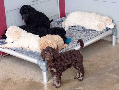 gr7wk27whitestandardpoodles gr7wk27whitestandardpoodles