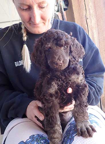 gr7wk30whitestandardpoodles gr7wk30whitestandardpoodles