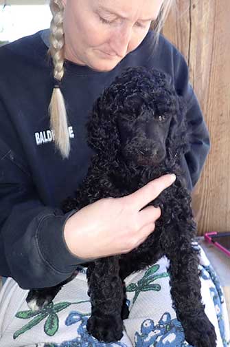 gr7wk31whitestandardpoodles gr7wk31whitestandardpoodles