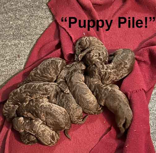 group1wkroyalstandardpoodlepuppieskxr02 group1wkroyalstandardpoodlepuppieskxr02