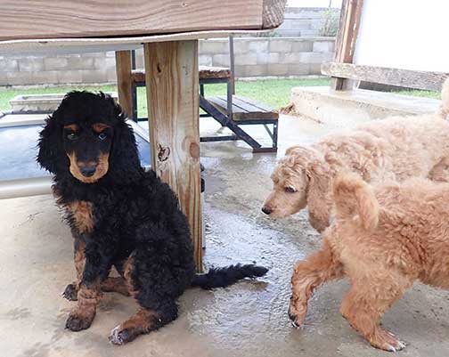 jd7wk18royalstandardpoodles