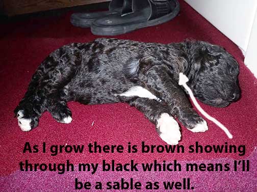 jh3wk14standardpoodlesforsale