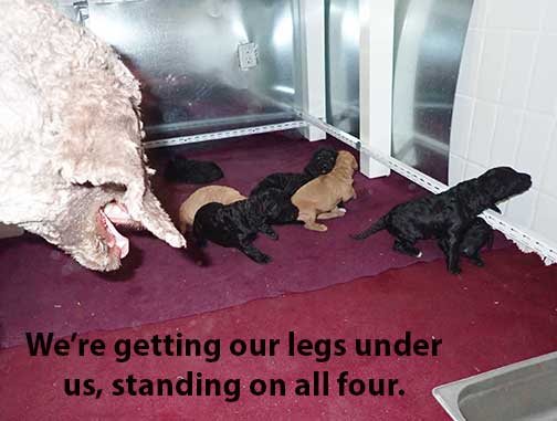 jh3wk26standardpoodlesforsale