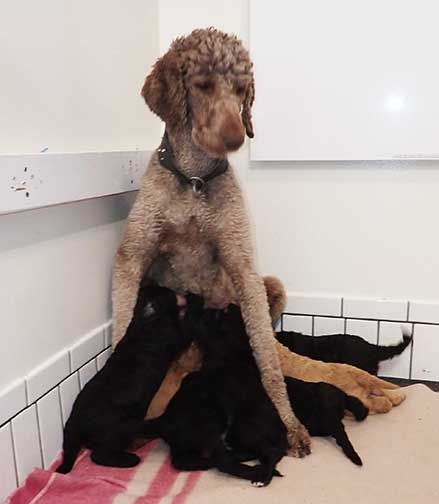 jh5wk10standardpoodlepuppiesforsale